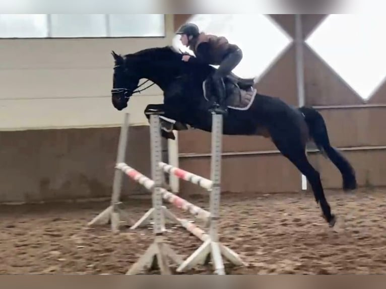 Mecklemburgo Caballo castrado 8 años 167 cm Castaño oscuro in Braunschweig