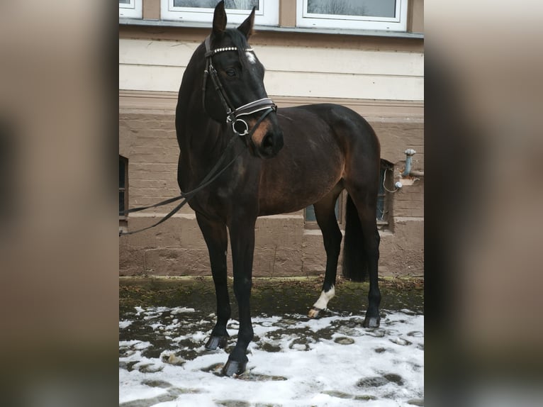 Mecklemburgo Caballo castrado 8 años 167 cm Castaño oscuro in Braunschweig
