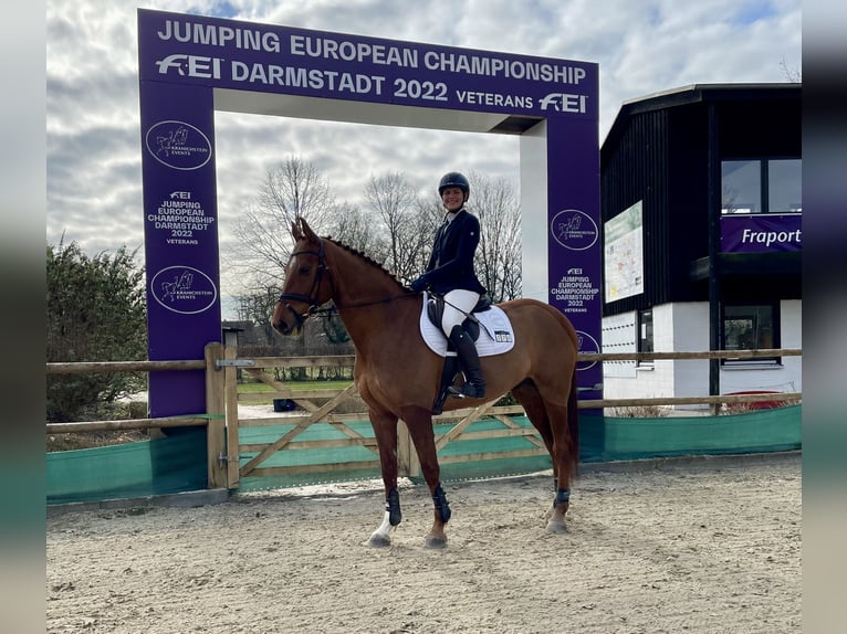 Mecklemburgo Caballo castrado 8 años 168 cm Alazán in Hattersheim