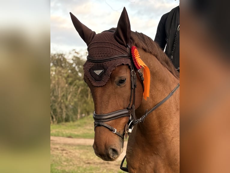 Mecklemburgo Caballo castrado 8 años 168 cm Alazán in Hattersheim