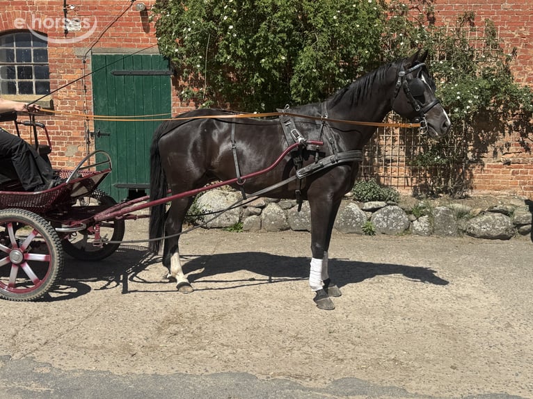 Mecklemburgo Caballo castrado 8 años 171 cm  in Ganschow