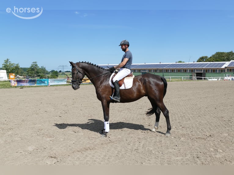 Mecklemburgo Caballo castrado 8 años 171 cm  in Ganschow