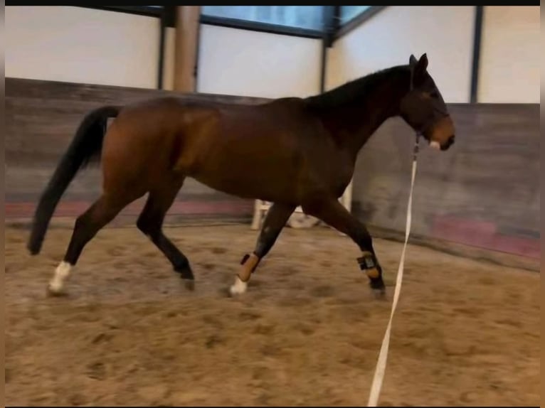Mecklemburgo Caballo castrado 8 años 173 cm Castaño in Hagenow