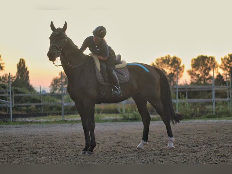 Mecklemburgo Caballo castrado 8 años 174 cm Negro in Emmendingen