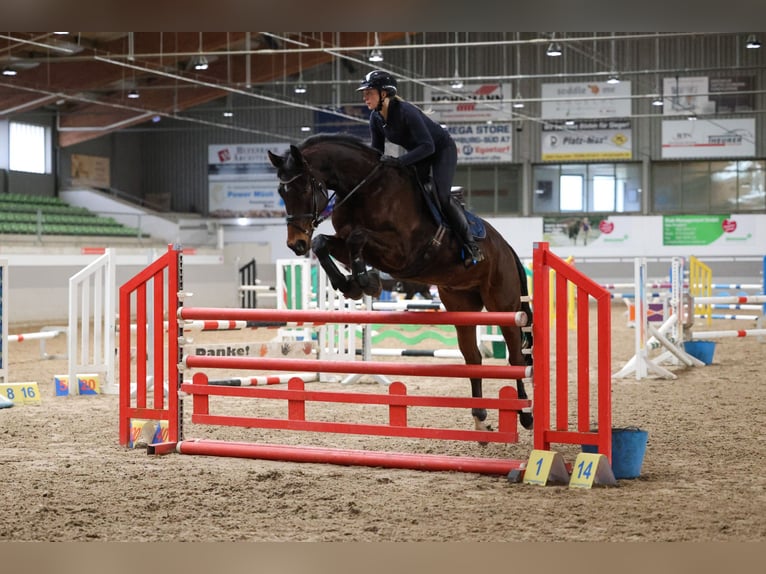 Mecklemburgo Caballo castrado 8 años 175 cm Castaño oscuro in Dachtmissen