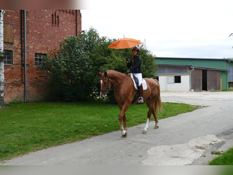 Mecklemburgo Caballo castrado 8 años 178 cm Alazán in Ganschow