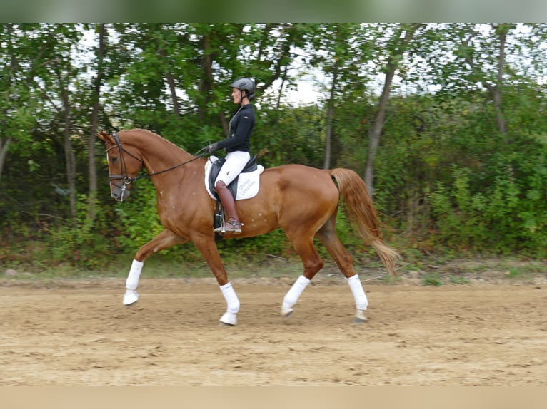 Mecklemburgo Caballo castrado 8 años 178 cm Alazán in Ganschow