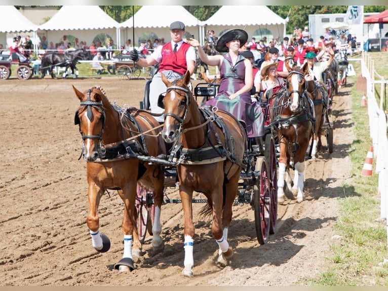 Mecklemburgo Caballo castrado 8 años 178 cm Alazán in Ganschow