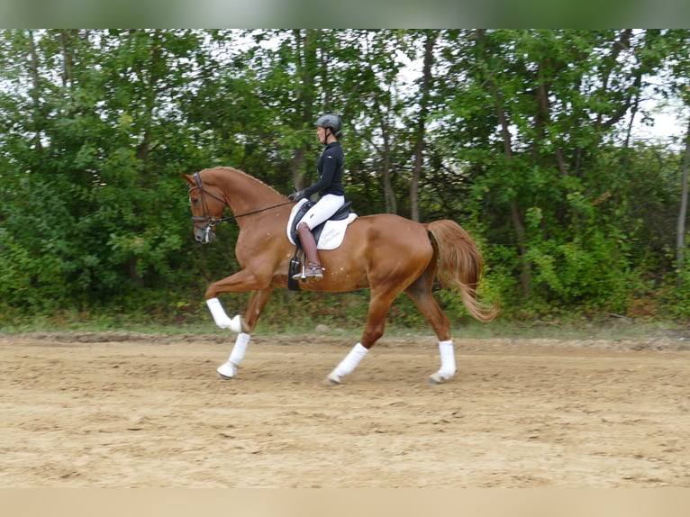 Mecklemburgo Caballo castrado 8 años 178 cm Alazán in Ganschow
