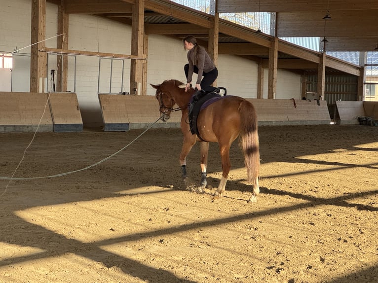 Mecklemburgo Caballo castrado 8 años 178 cm Alazán in Ganschow