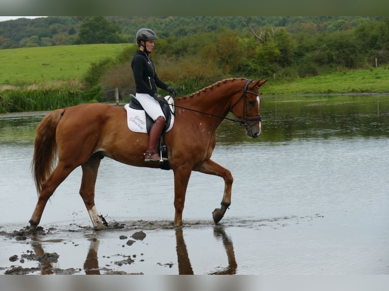 Mecklemburgo Caballo castrado 8 años 178 cm Alazán in Ganschow