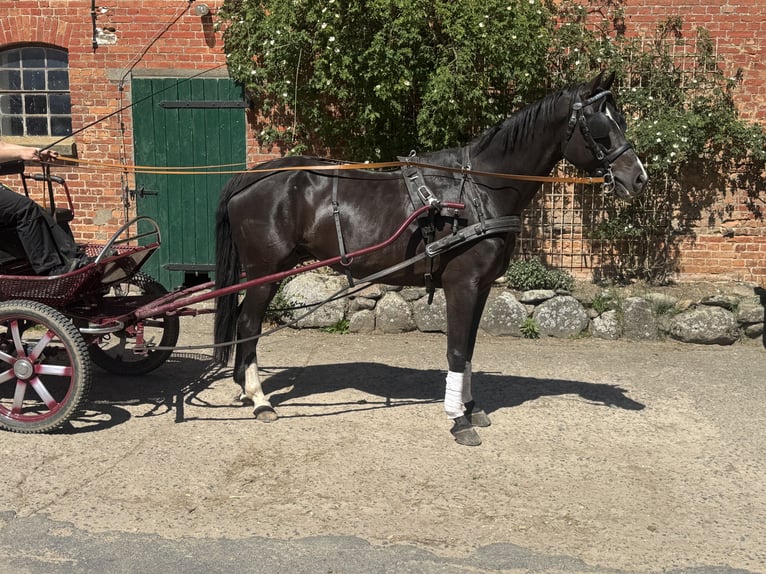 Mecklemburgo Caballo castrado 8 años  in Ganschow