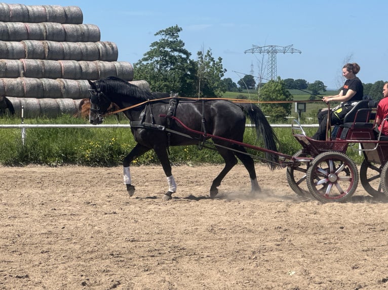 Mecklemburgo Caballo castrado 8 años  in Ganschow