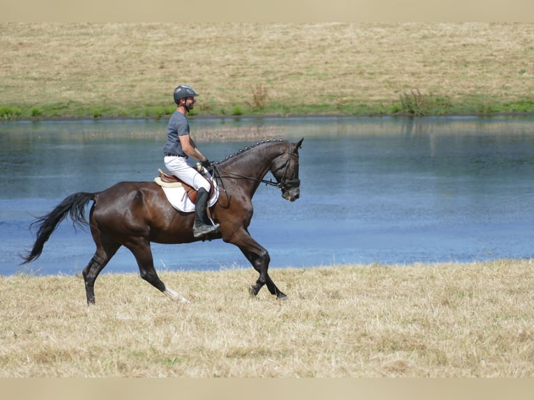 Mecklemburgo Caballo castrado 8 años  in Ganschow