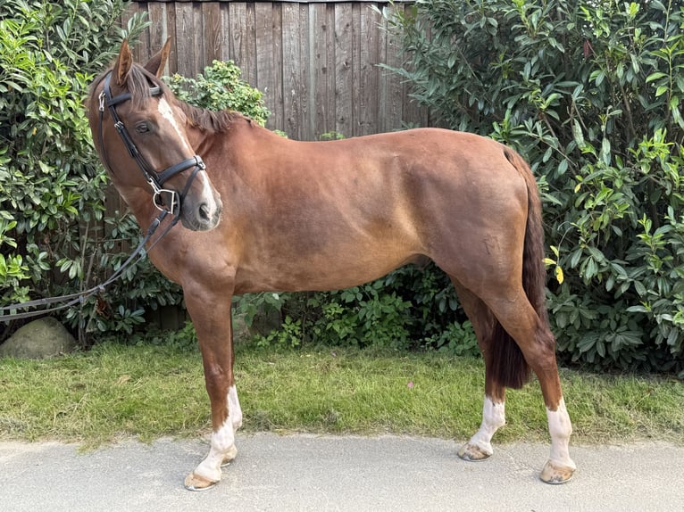 Mecklemburgo Caballo castrado 9 años 166 cm in Petersberg