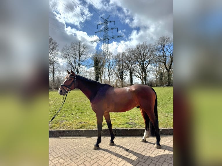 Mecklemburgo Caballo castrado 9 años 168 cm Castaño in Henstedt-Ulzburg