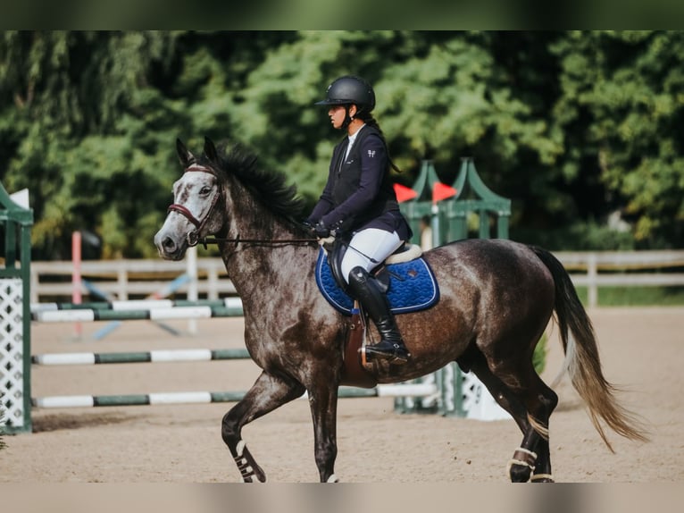 Mecklemburgo Caballo castrado 9 años 168 cm Tordo in ADAZI