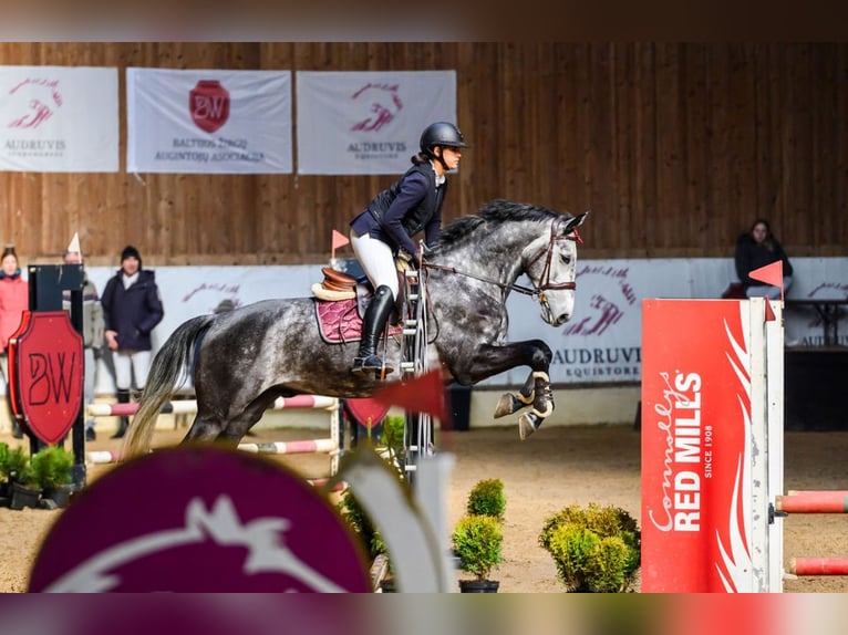 Mecklemburgo Caballo castrado 9 años 168 cm Tordo in ADAZI