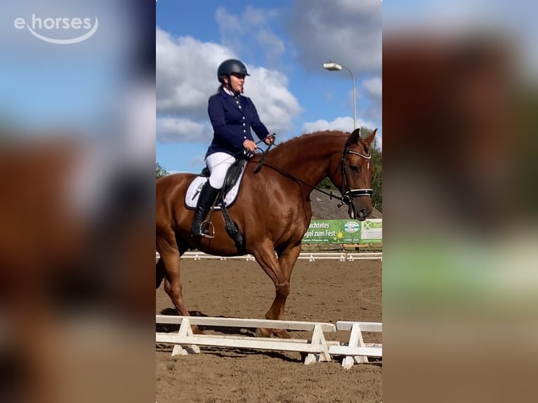 Mecklemburgo Caballo castrado 9 años 170 cm Alazán in Dobin am See
