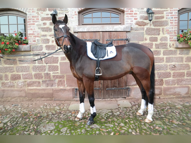 Mecklemburgo Caballo castrado 9 años 171 cm Castaño oscuro in Neuental