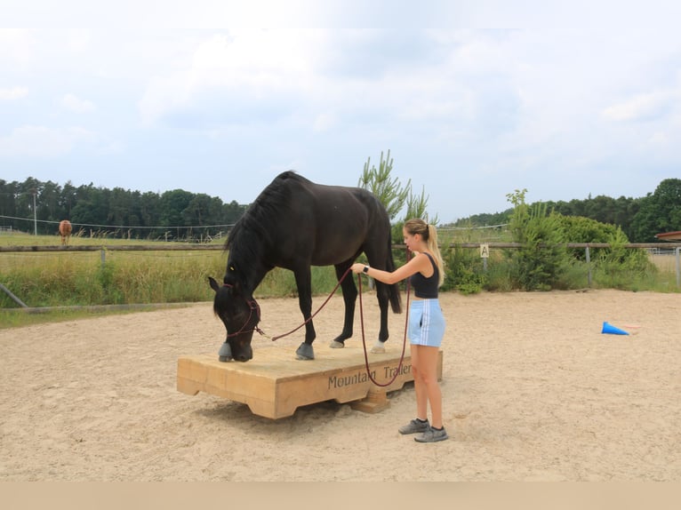 Mecklemburgo Caballo castrado 9 años 172 cm Morcillo in Emskirchen