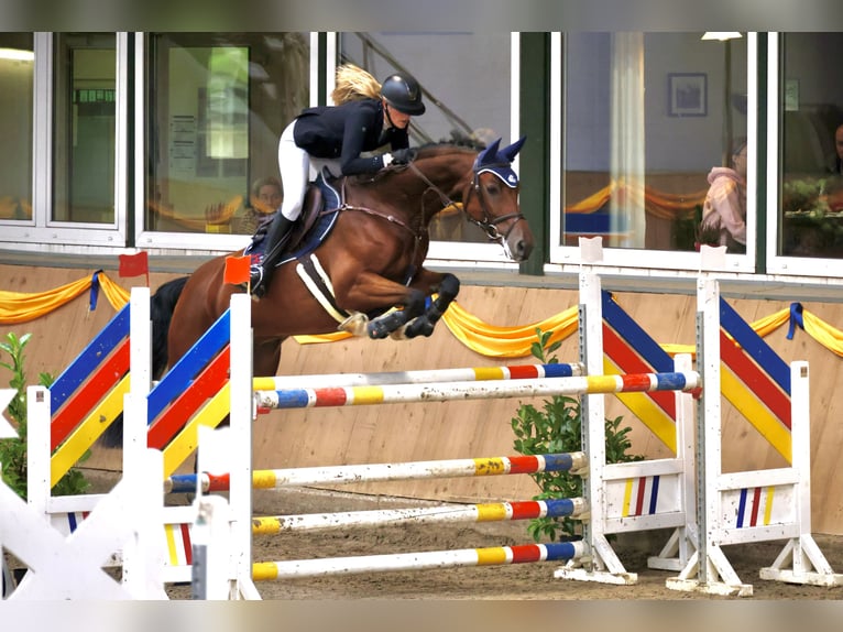 Mecklemburgo Caballo castrado 9 años Castaño in Herford