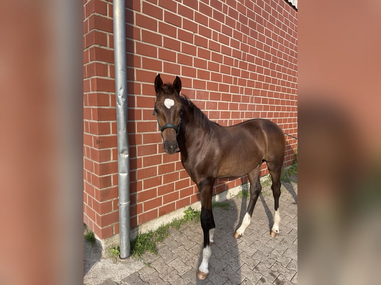 Mecklemburgo Semental 1 año 170 cm Castaño oscuro in Winsen (Luhe)