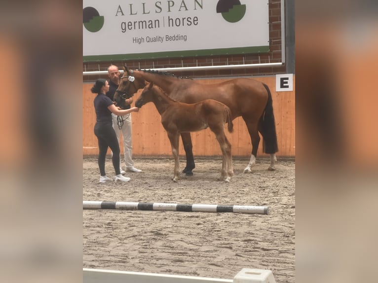 Mecklemburgo Semental 1 año Alazán in Grimmen