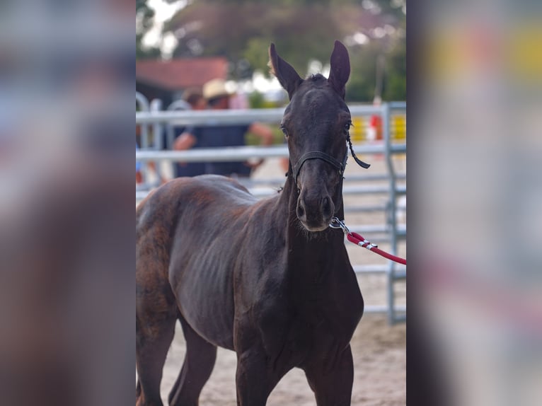 Mecklemburgo Semental 1 año Negro in Hageböl