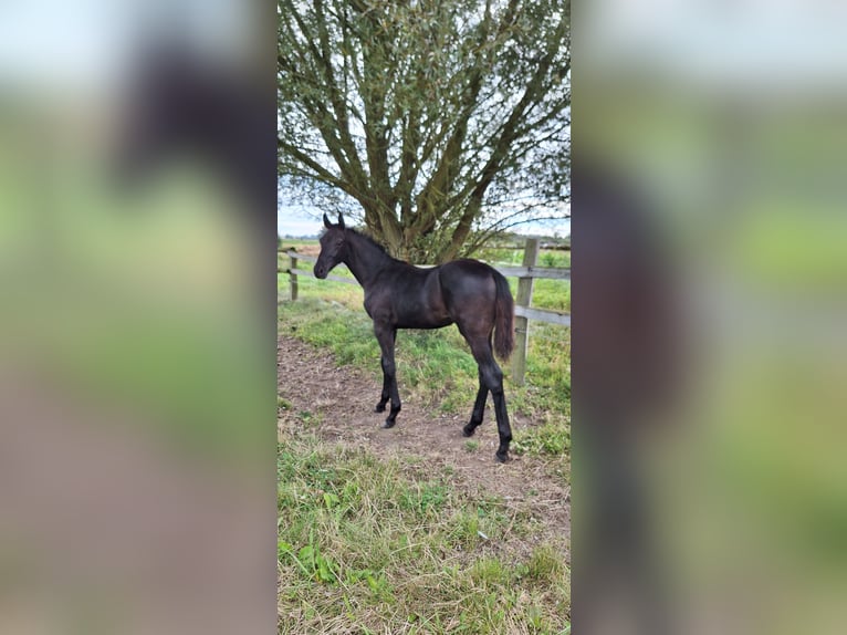 Mecklemburgo Semental 1 año Negro in Hageböl