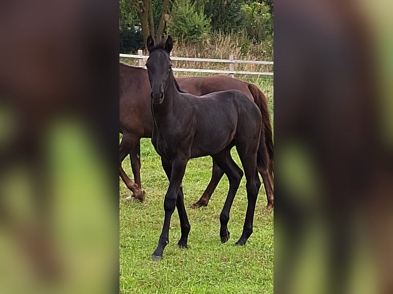 Mecklemburgo Semental 1 año Negro in Hageböl