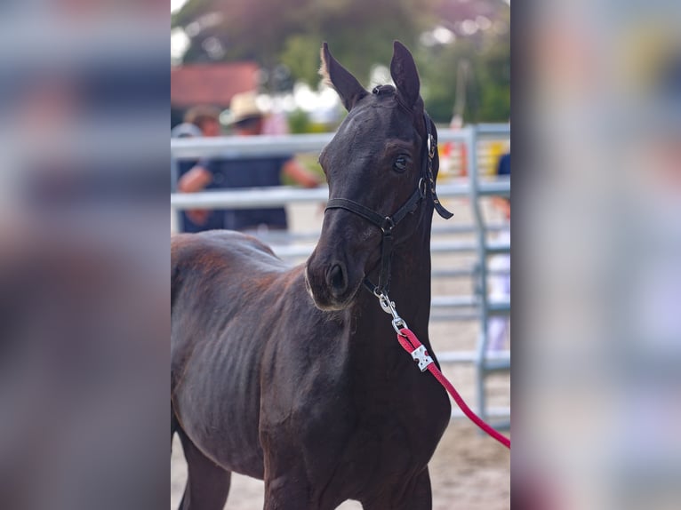 Mecklemburgo Semental 1 año Negro in Hageböl