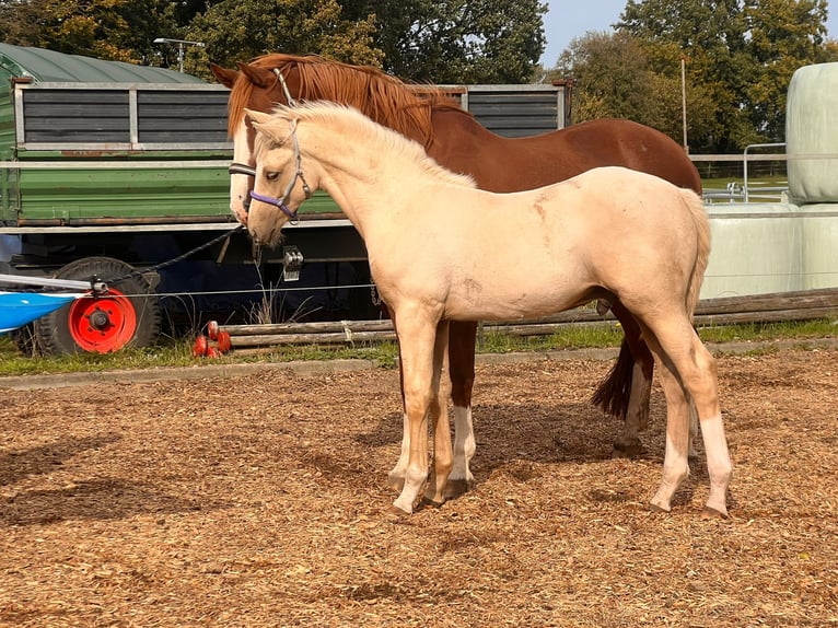 Mecklemburgo Semental 1 año Palomino in Neumünster