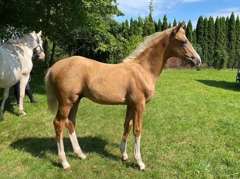 Mecklemburgo Semental 1 año Palomino in Weitenhagen