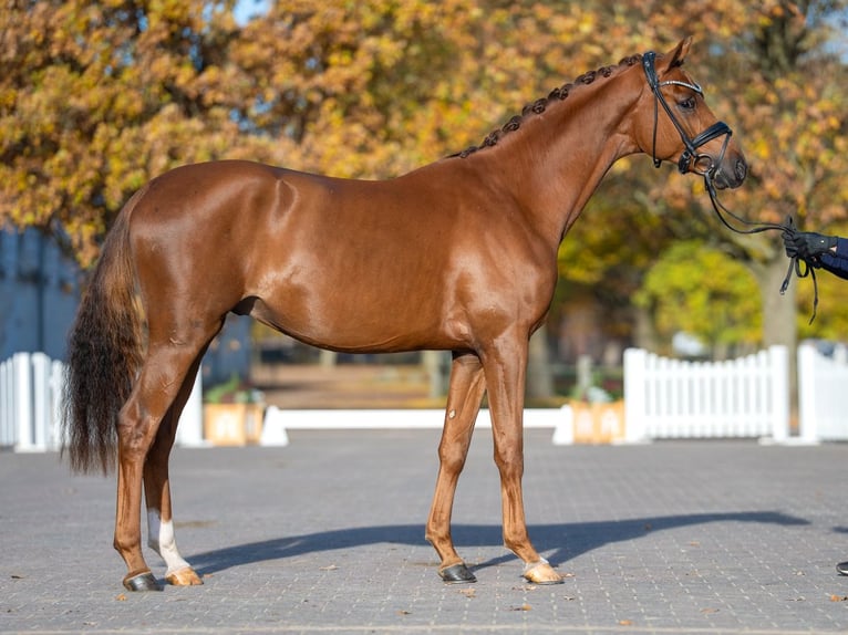 Mecklemburgo Semental 2 años 165 cm Alazán in Redefin