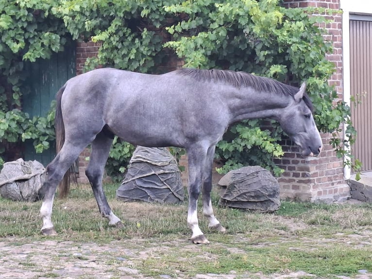 Mecklemburgo Semental 2 años 168 cm Tordo in Völschow