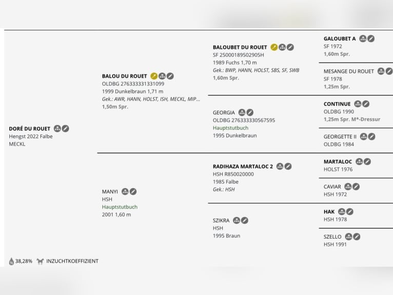 Mecklemburgo Semental 3 años 167 cm Buckskin/Bayo in Reinshagen