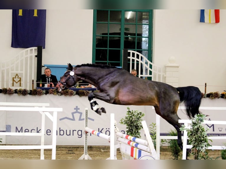 Mecklemburgo Semental 4 años 171 cm Castaño in Jülich