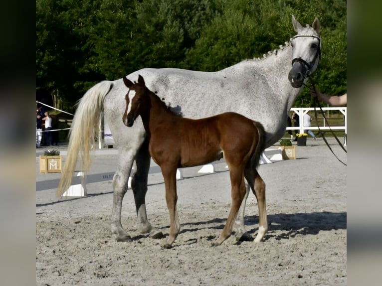Mecklemburgo Semental Potro (06/2025) 167 cm Castaño in Papenhagen