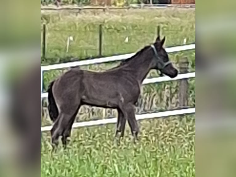 Mecklemburgo Semental  170 cm Negro in Hageb&#xF6;k