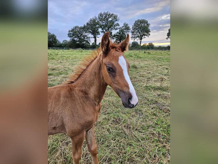 Mecklemburgo Semental Potro (06/2024) Alazán in Hemdingen