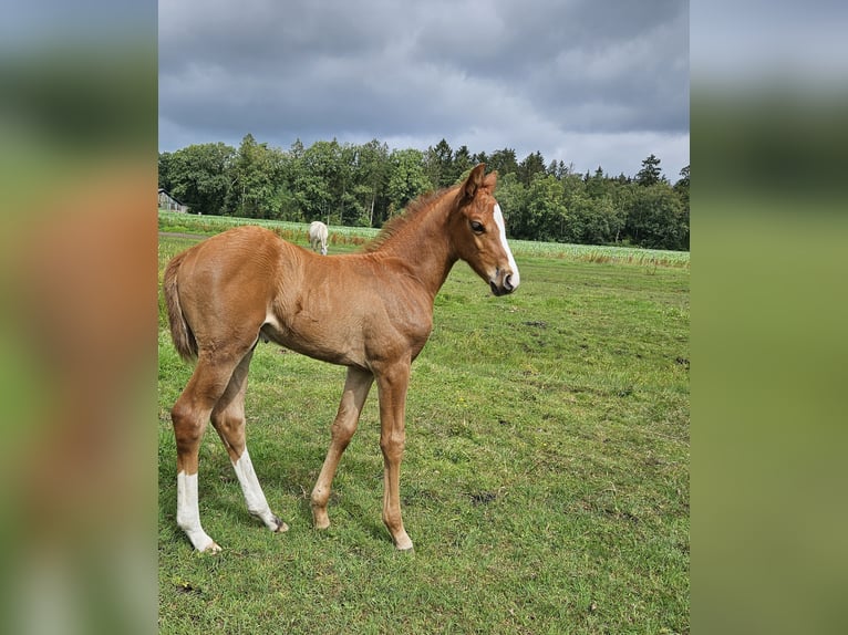 Mecklemburgo Semental Potro (06/2024) Alazán in Hemdingen