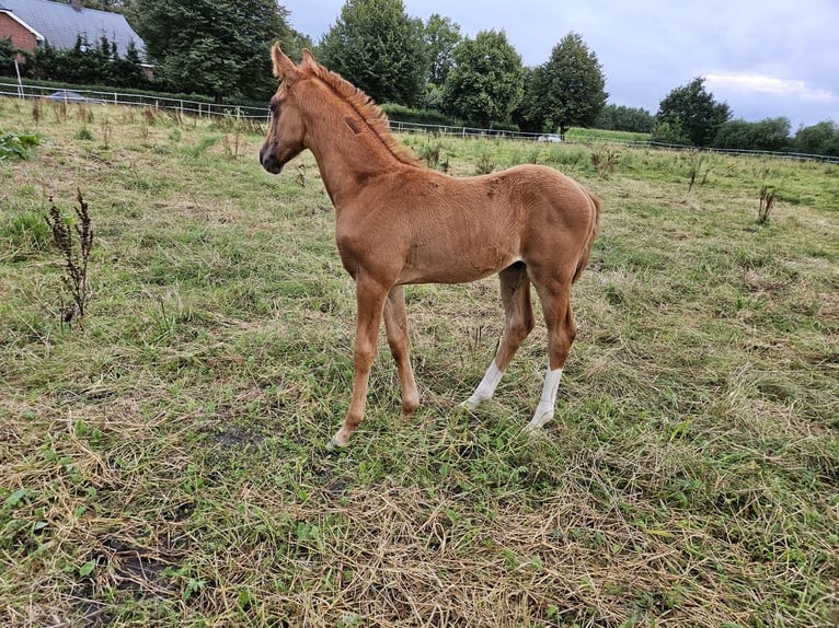 Mecklemburgo Semental Potro (06/2024) Alazán in Hemdingen