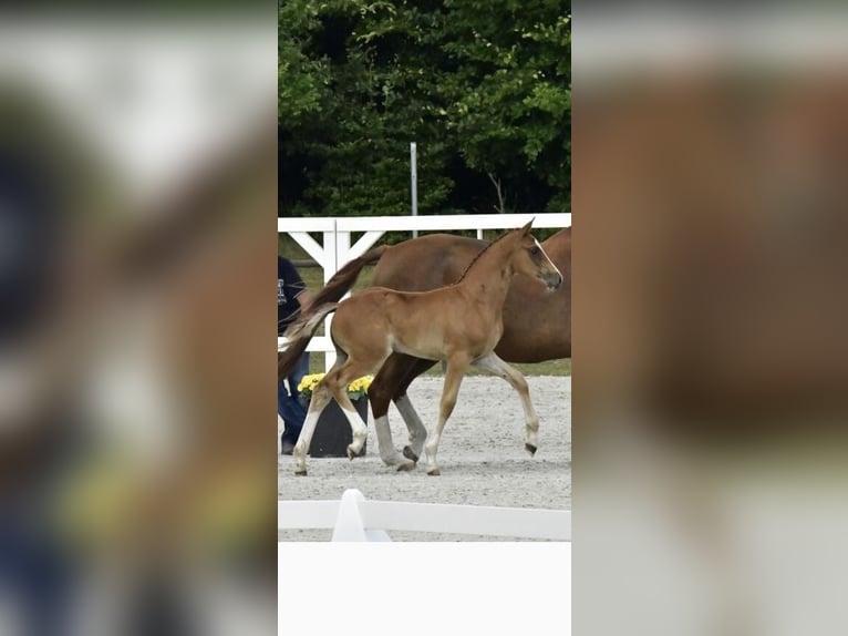 Mecklemburgo Semental Potro (05/2025) Alazán in Malchow