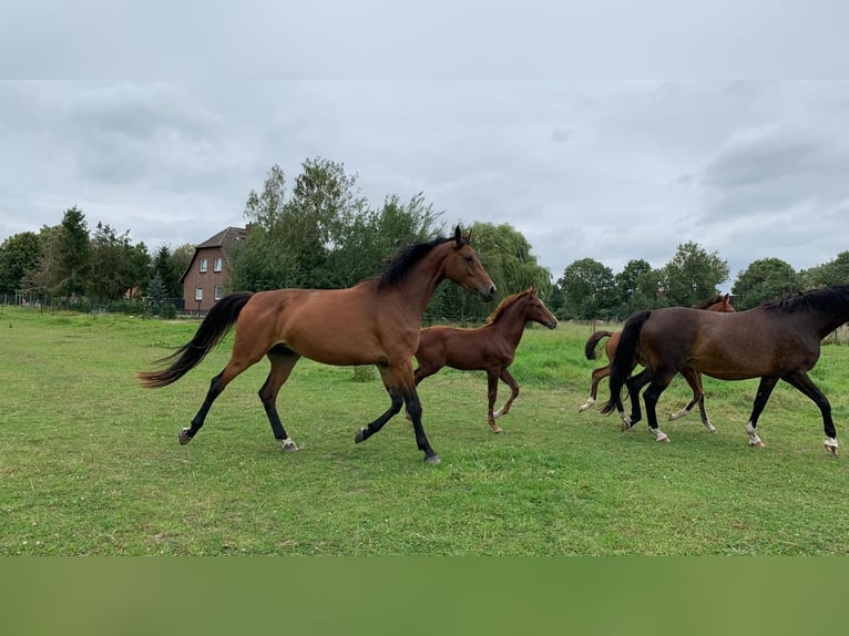 Mecklemburgo Semental Potro (04/2024) Alazán-tostado in Anklam