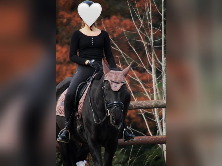 Mecklemburgo Yegua 10 años 165 cm Negro in Sprockh&#xF6;vel
