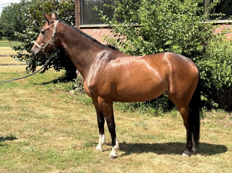 Mecklemburgo Yegua 10 años 166 cm Castaño rojizo in Zülpich