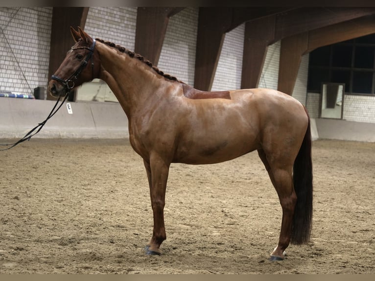 Mecklemburgo Yegua 10 años 168 cm Alazán in Kamen