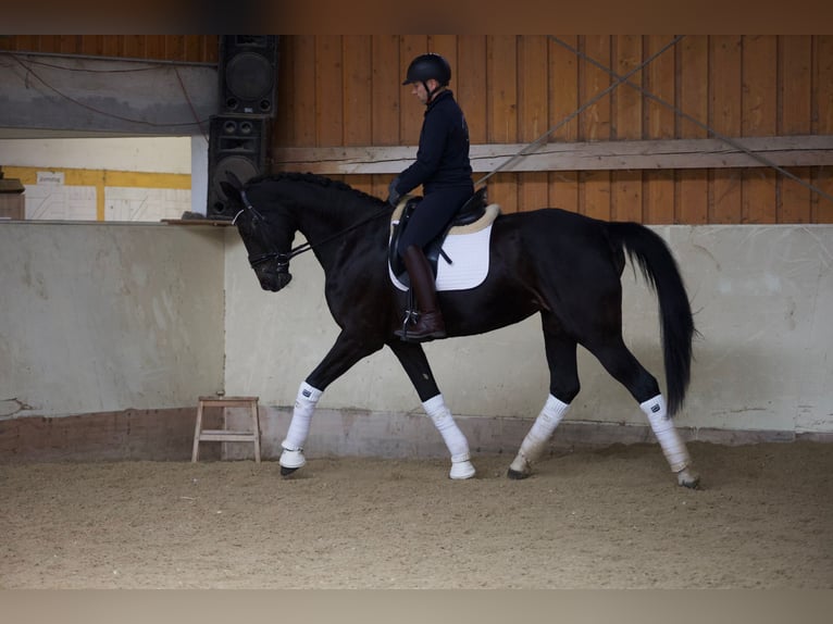 Mecklemburgo Yegua 12 años 173 cm Morcillo in Langenzersdorf