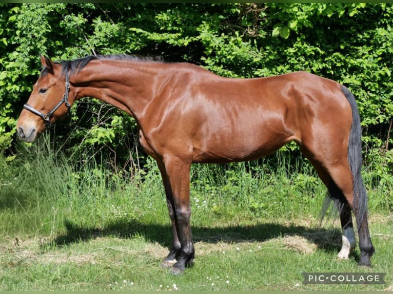 Mecklemburgo Yegua 13 años 174 cm Castaño oscuro in Galenberg